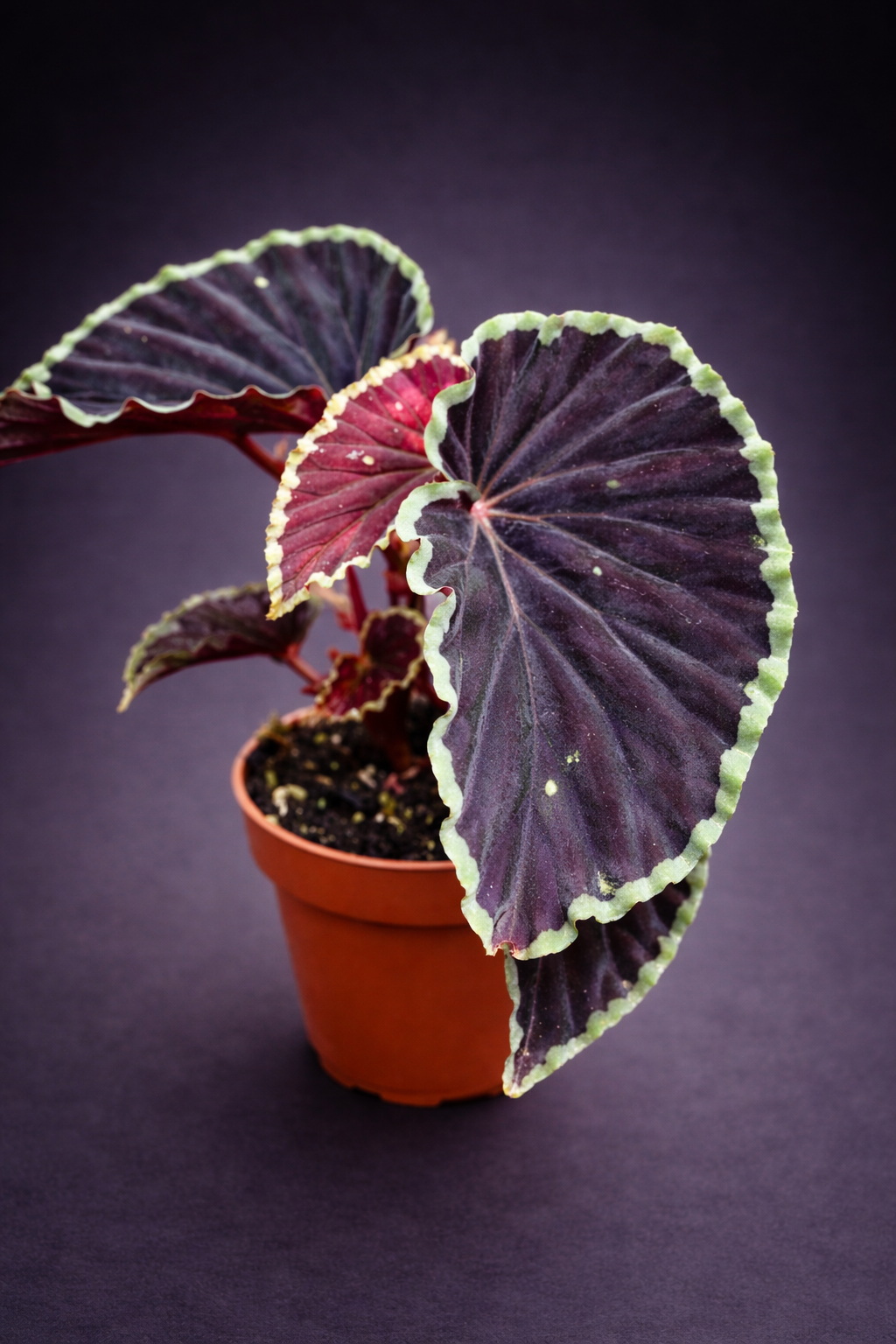 Begonia Darthvaderiana