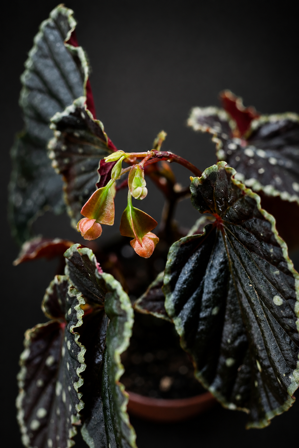 Begonia Darthvaderiana