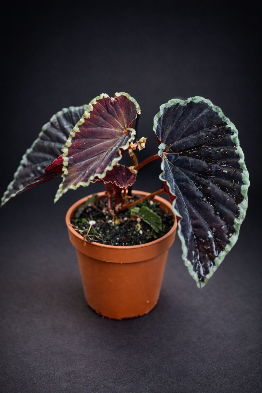 Begonia Darthvaderiana