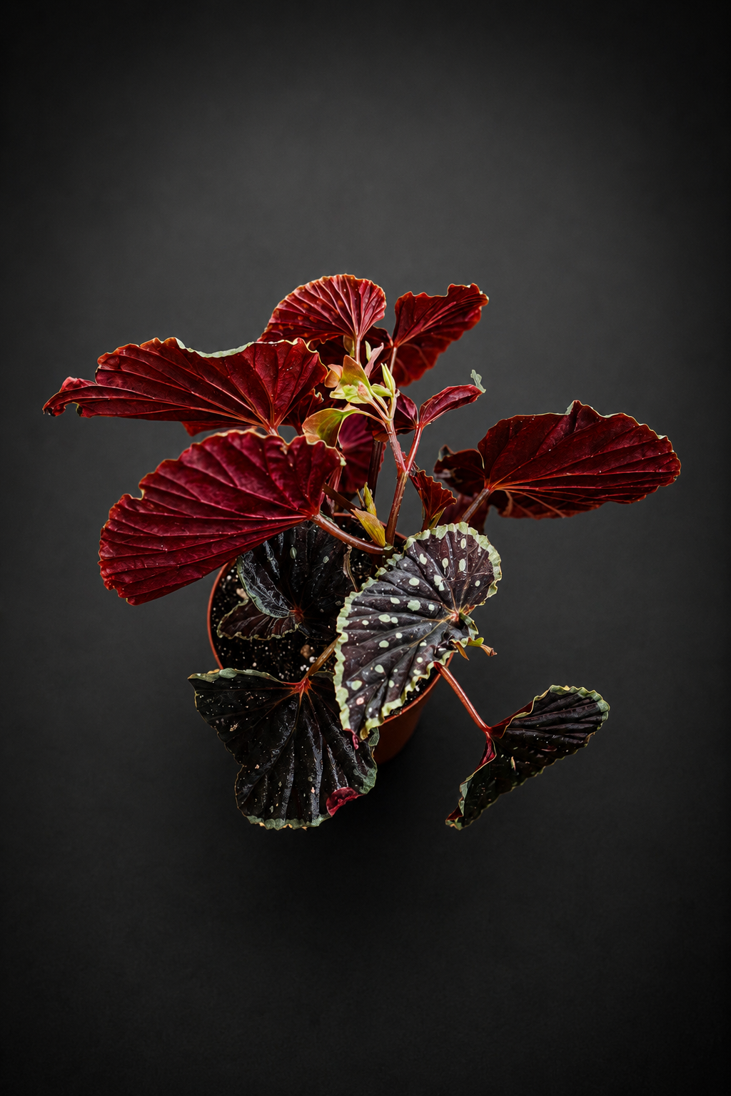 Begonia Darthvaderiana