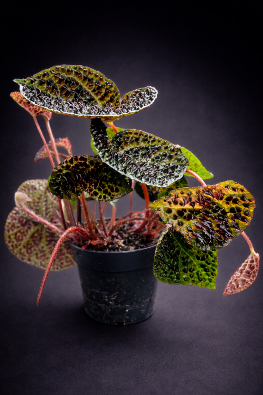 Begonia Ferox