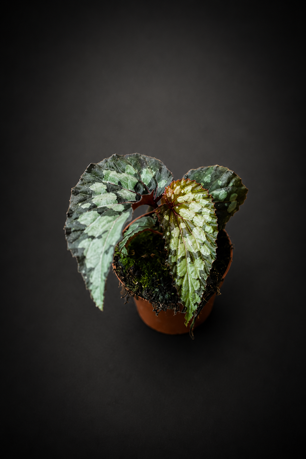 Begonia Lucifer