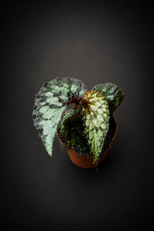 Begonia Lucifer