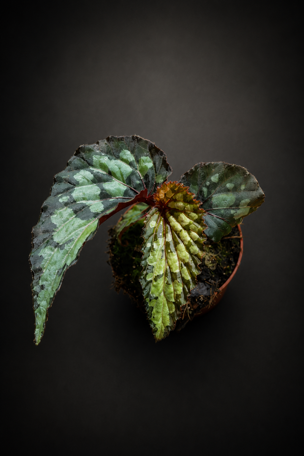 Begonia Lucifer