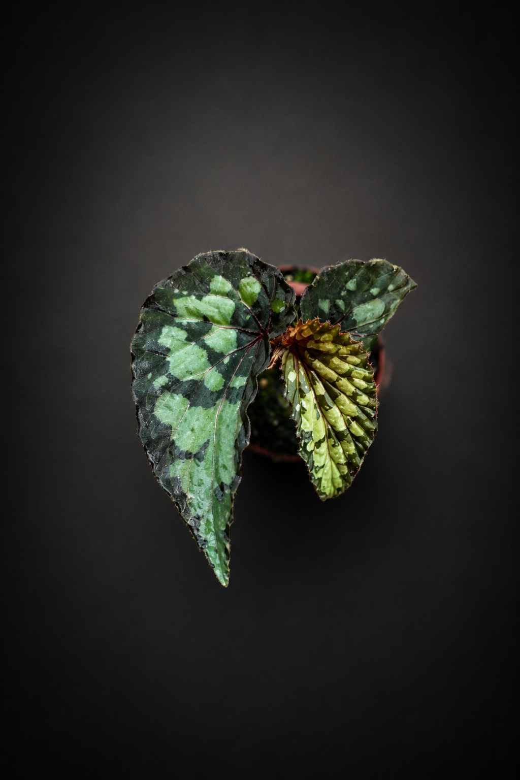 Begonia Lucifer