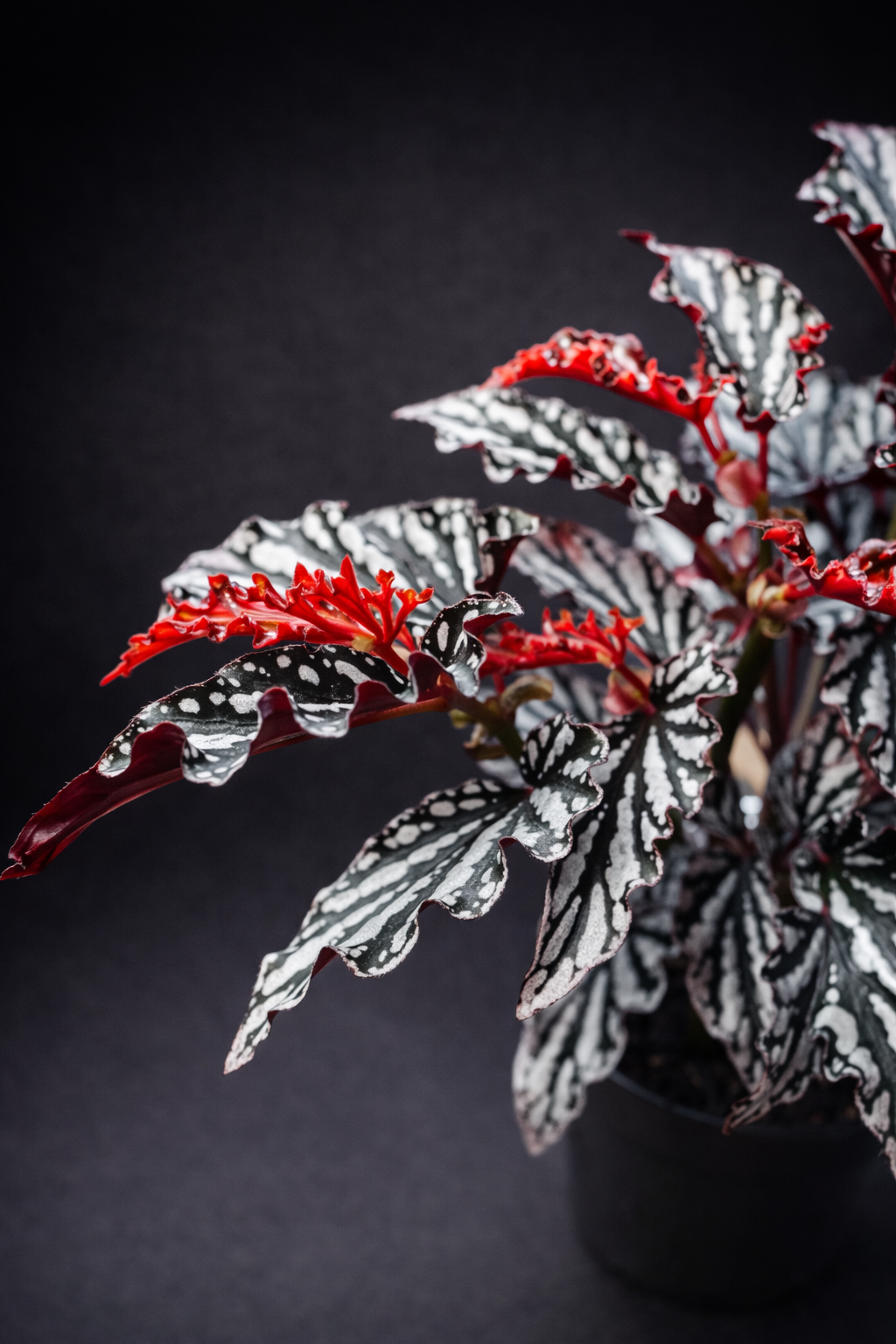Begonia Maculata Spotlight Dark