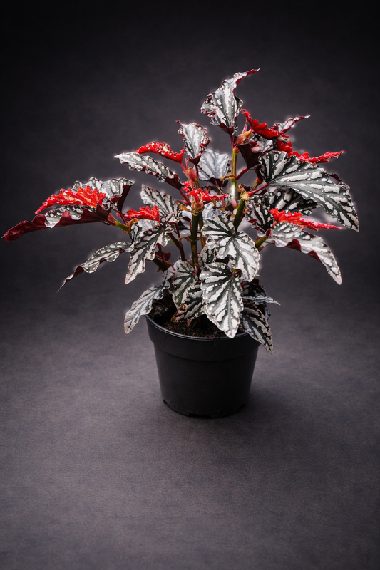 Begonia Maculata Spotlight Dark