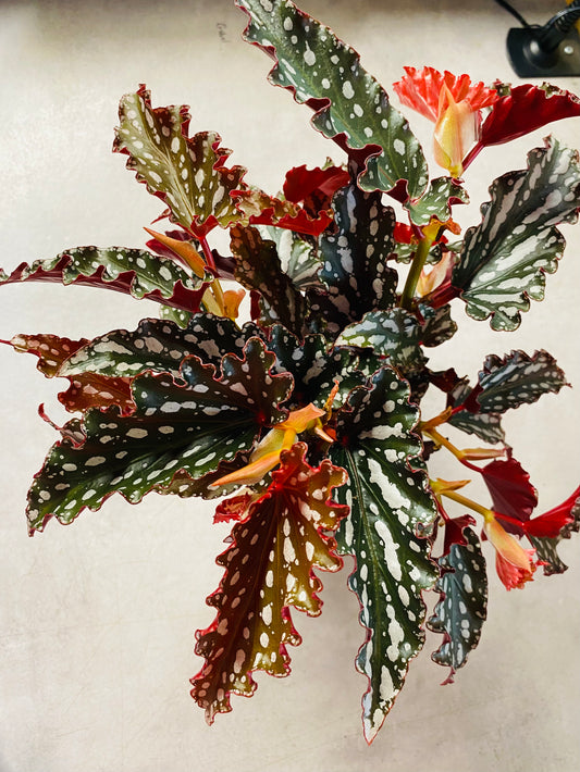 Begonia Maculata Spotlight Dark