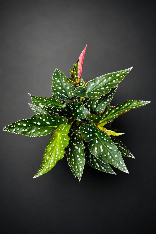 Begonia Maculata Spotlight Green