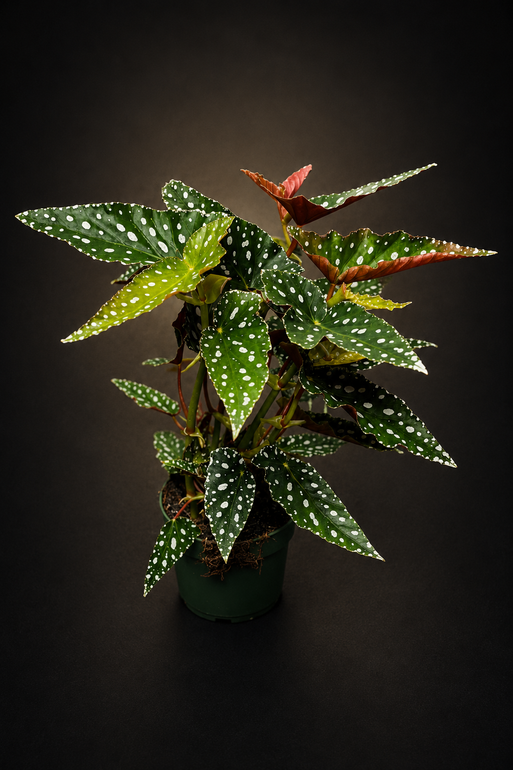 Begonia Maculata Spotlight Green
