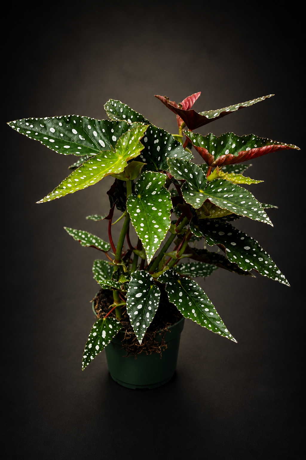 Begonia Maculata Spotlight Green