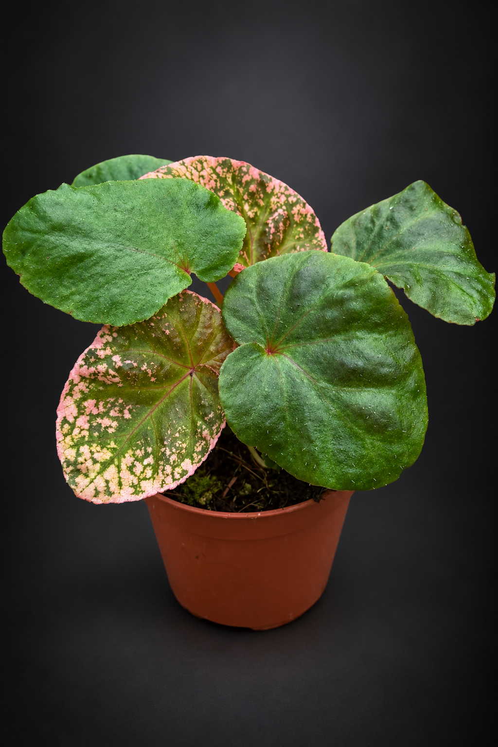 Begonia Midnight Sun