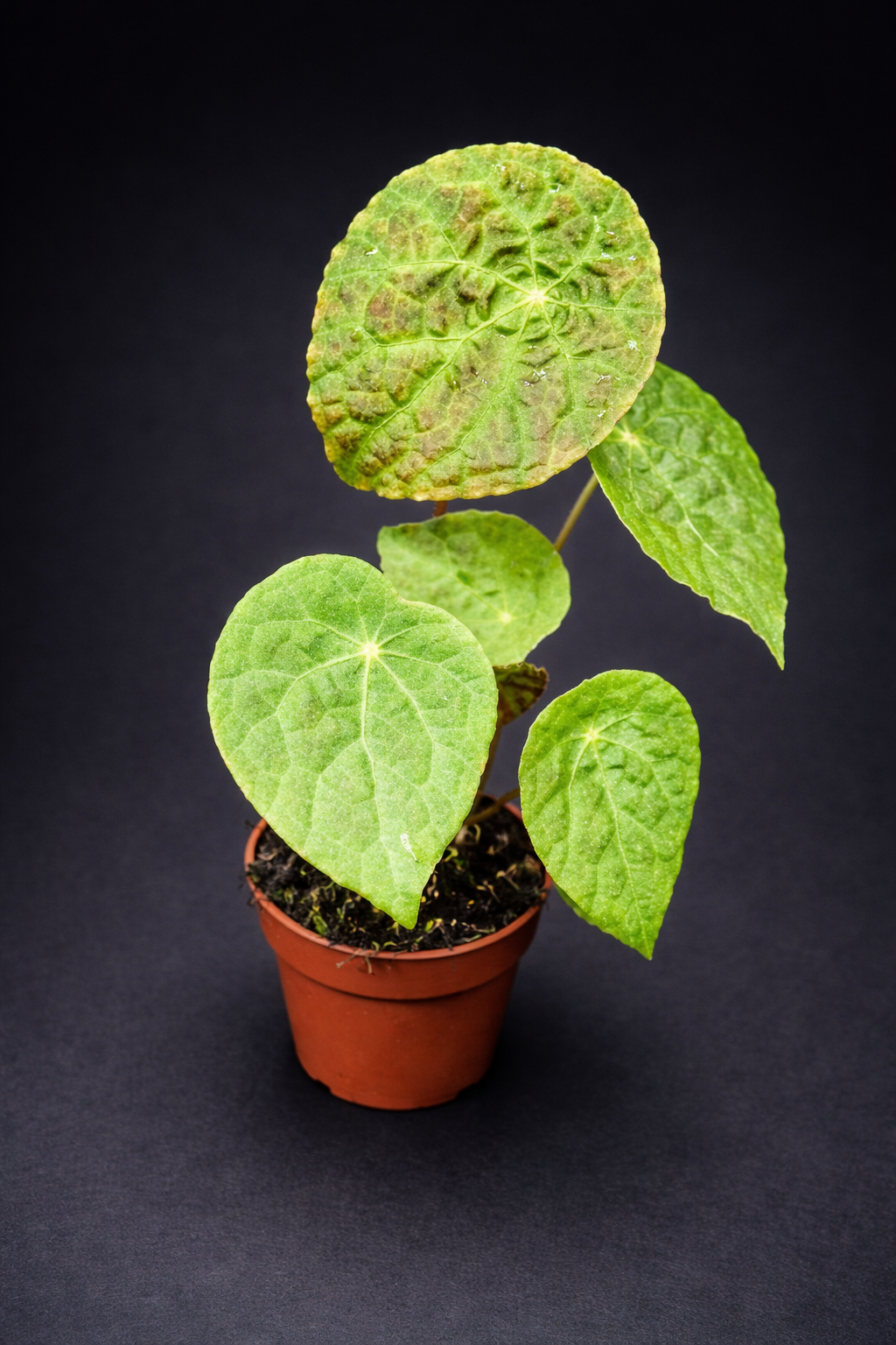 Begonia Phutoensis