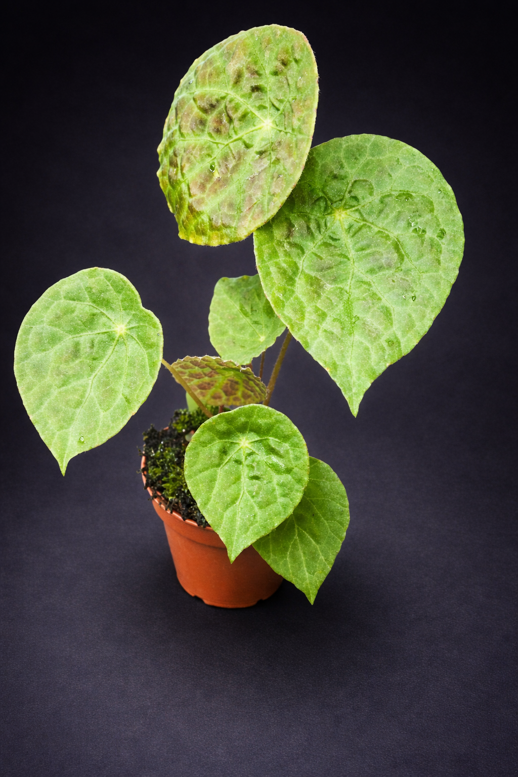 Begonia Phutoensis
