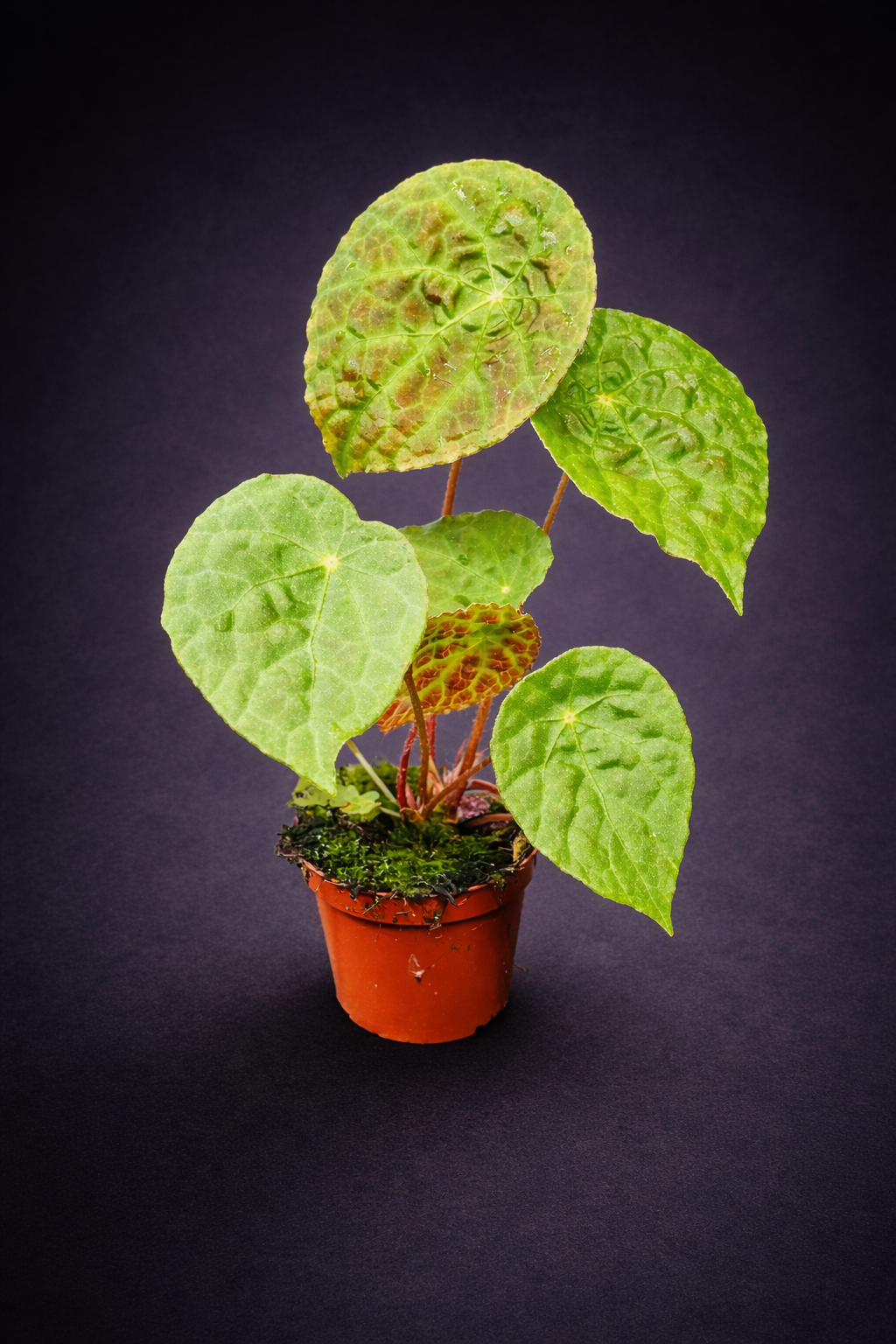 Begonia Phutoensis