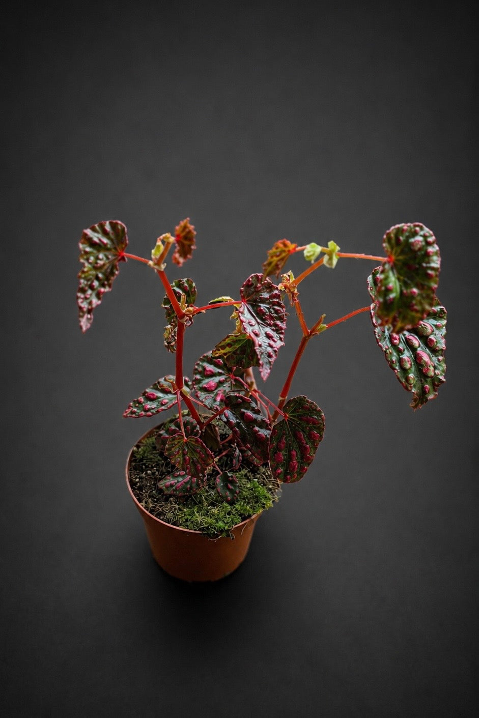 Begonia Pink Lady