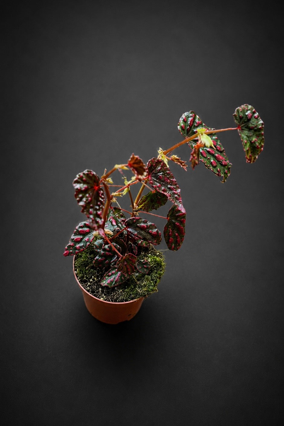 Begonia Pink Lady