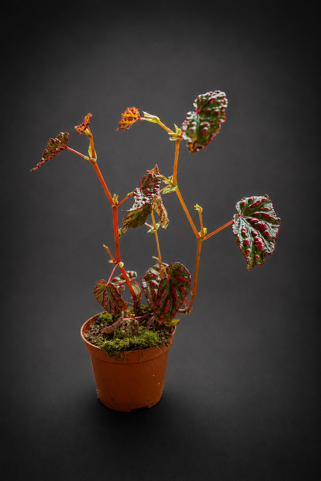 Begonia Pink Lady