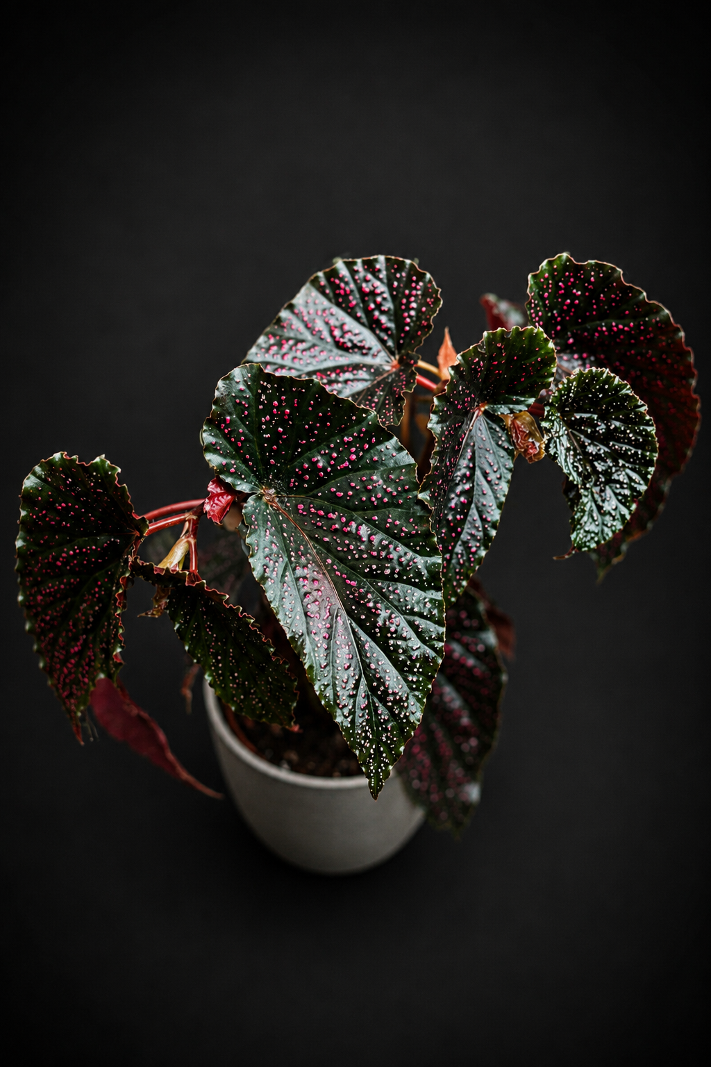 Begonia Polka Dot Pink