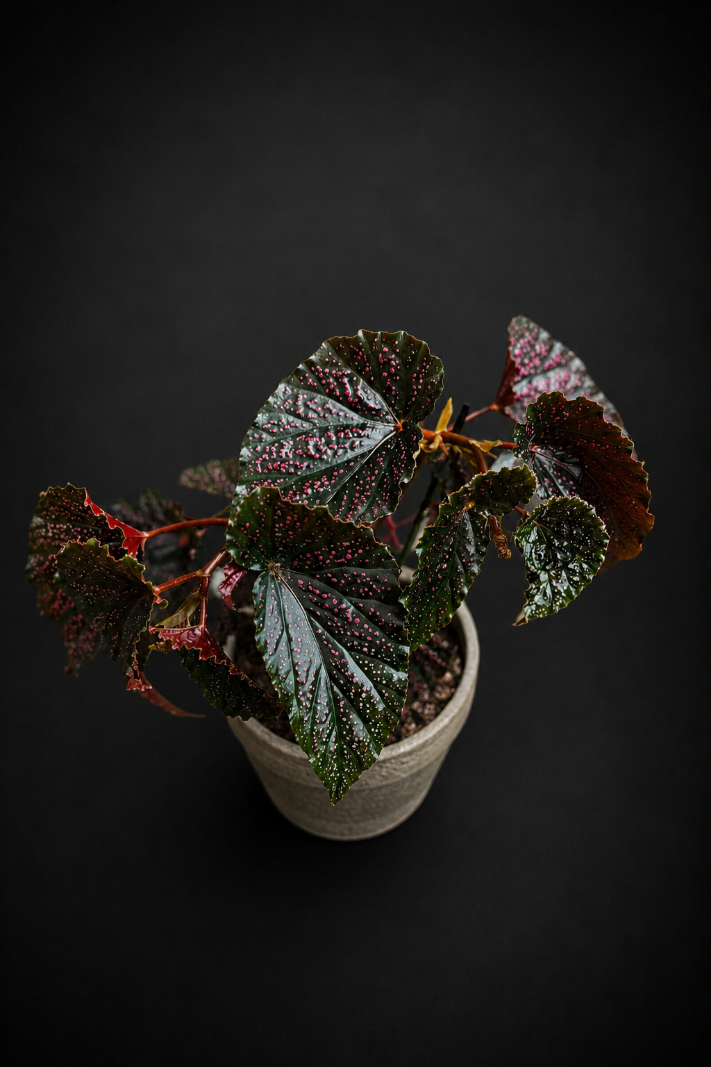 Begonia Polka Dot Pink