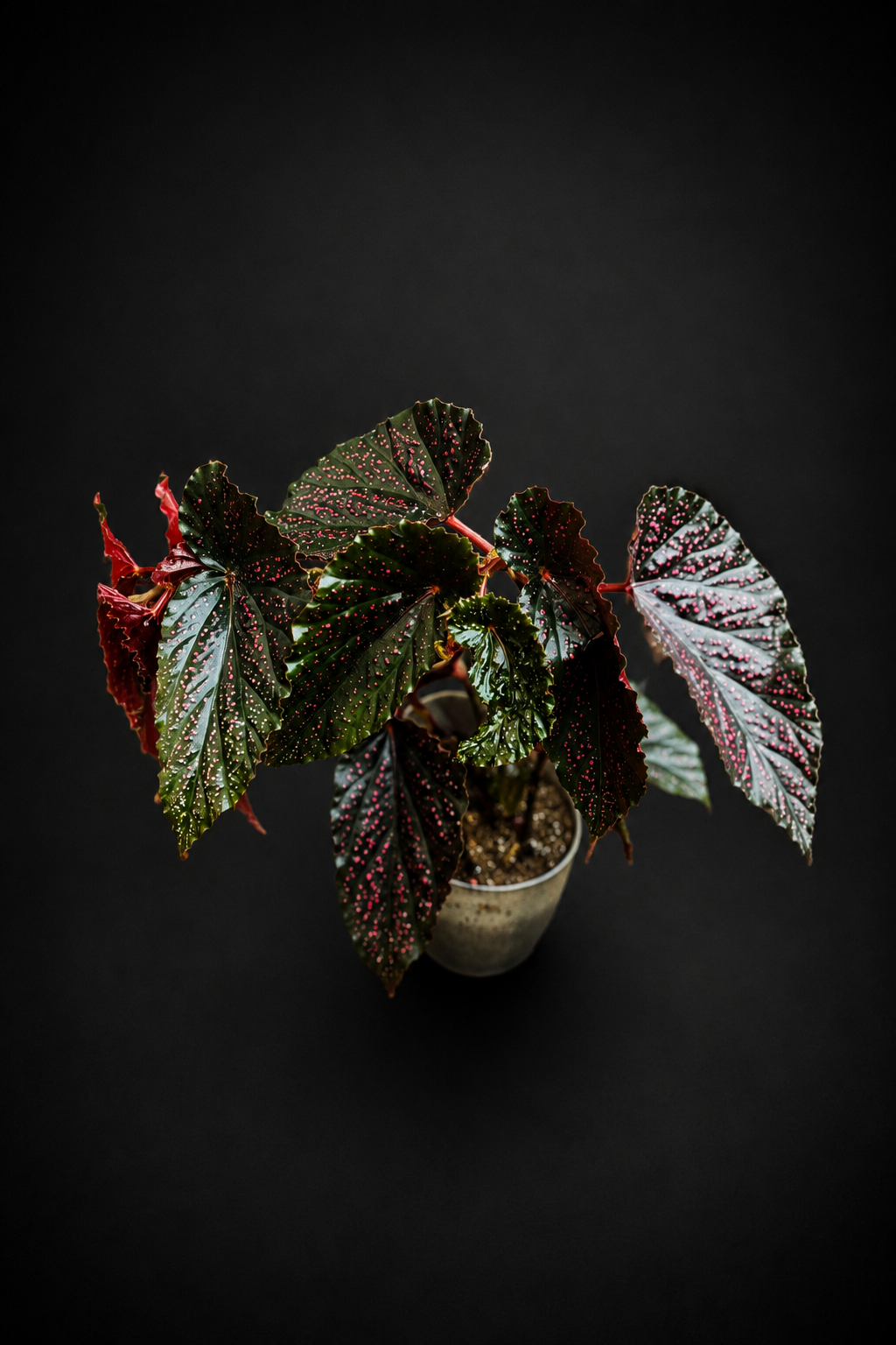 Begonia Polka Dot Pink