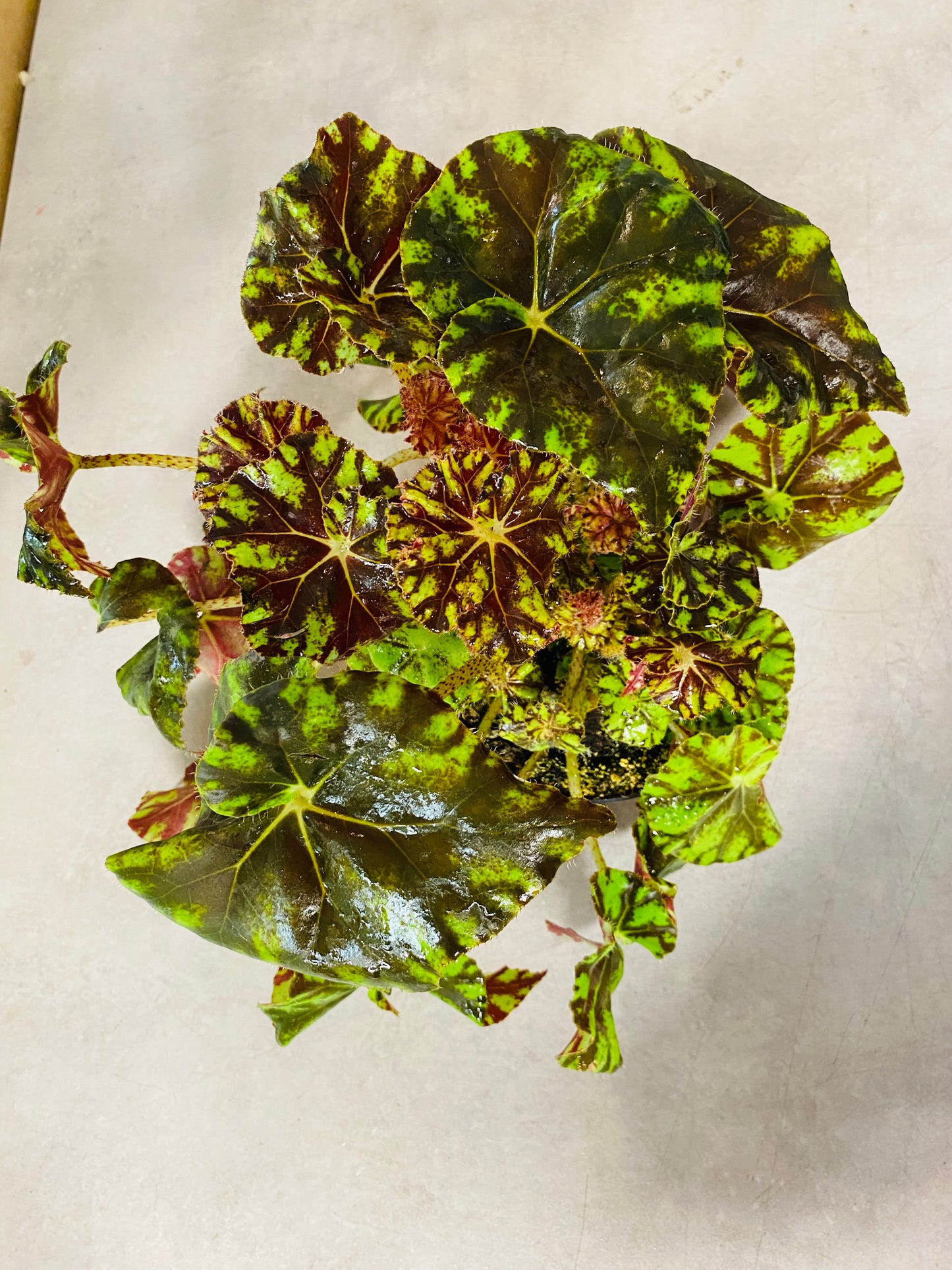 Begonia Spirit of Mauritius