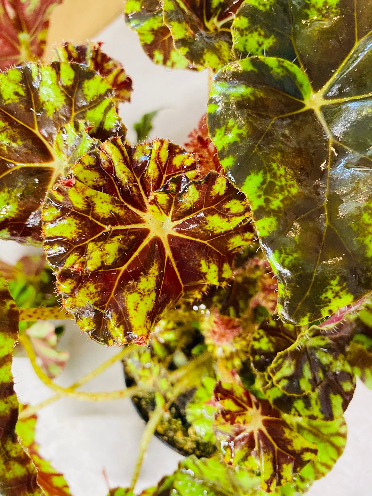 Begonia Spirit of Mauritius