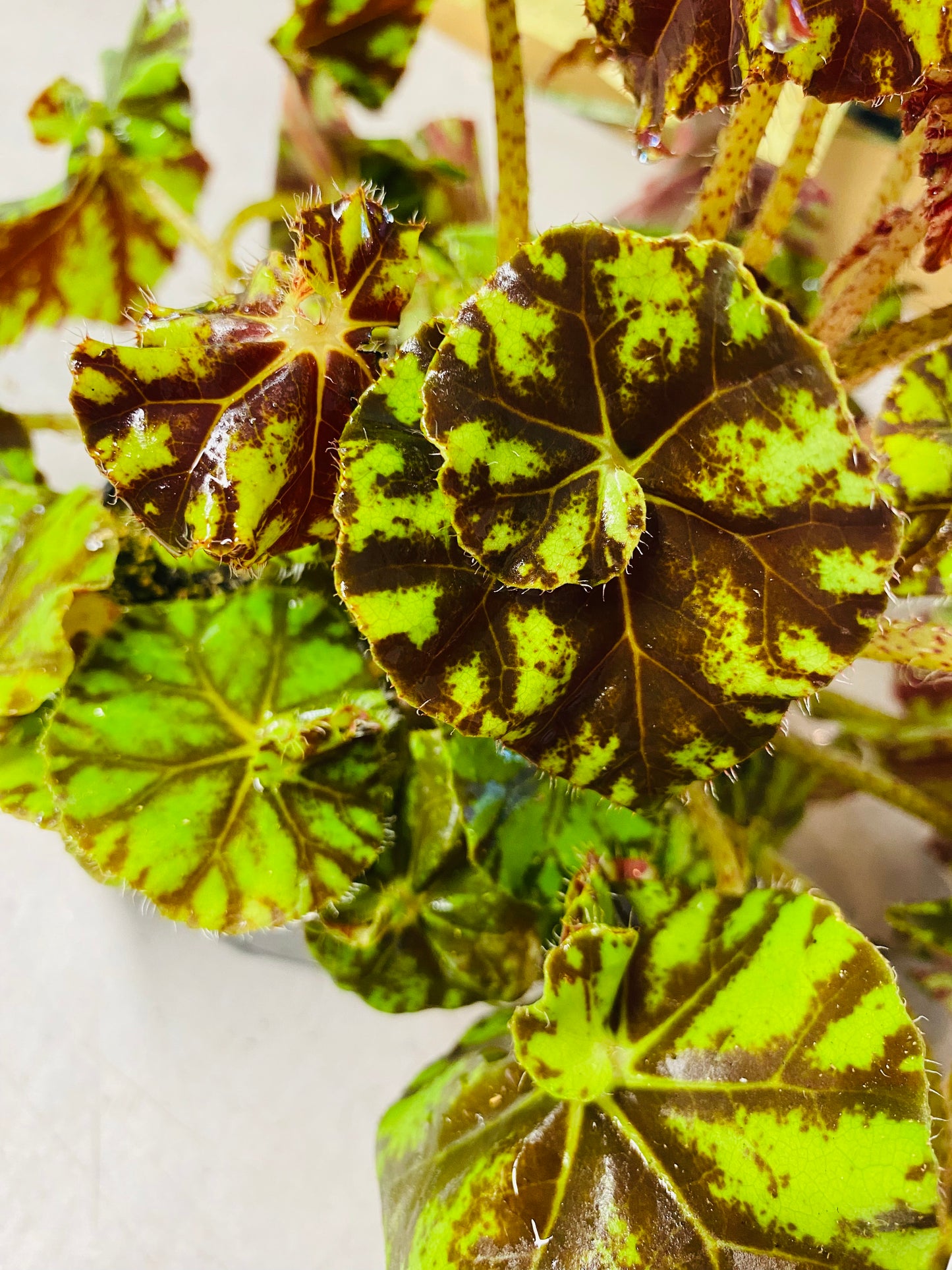 Begonia Spirit of Mauritius
