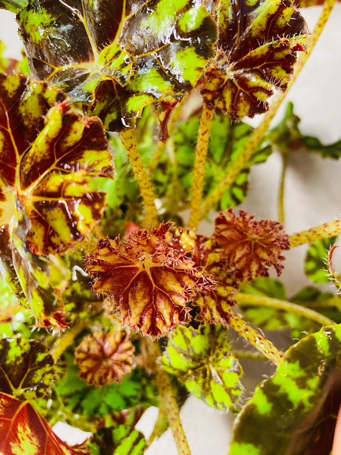 Begonia Spirit of Mauritius