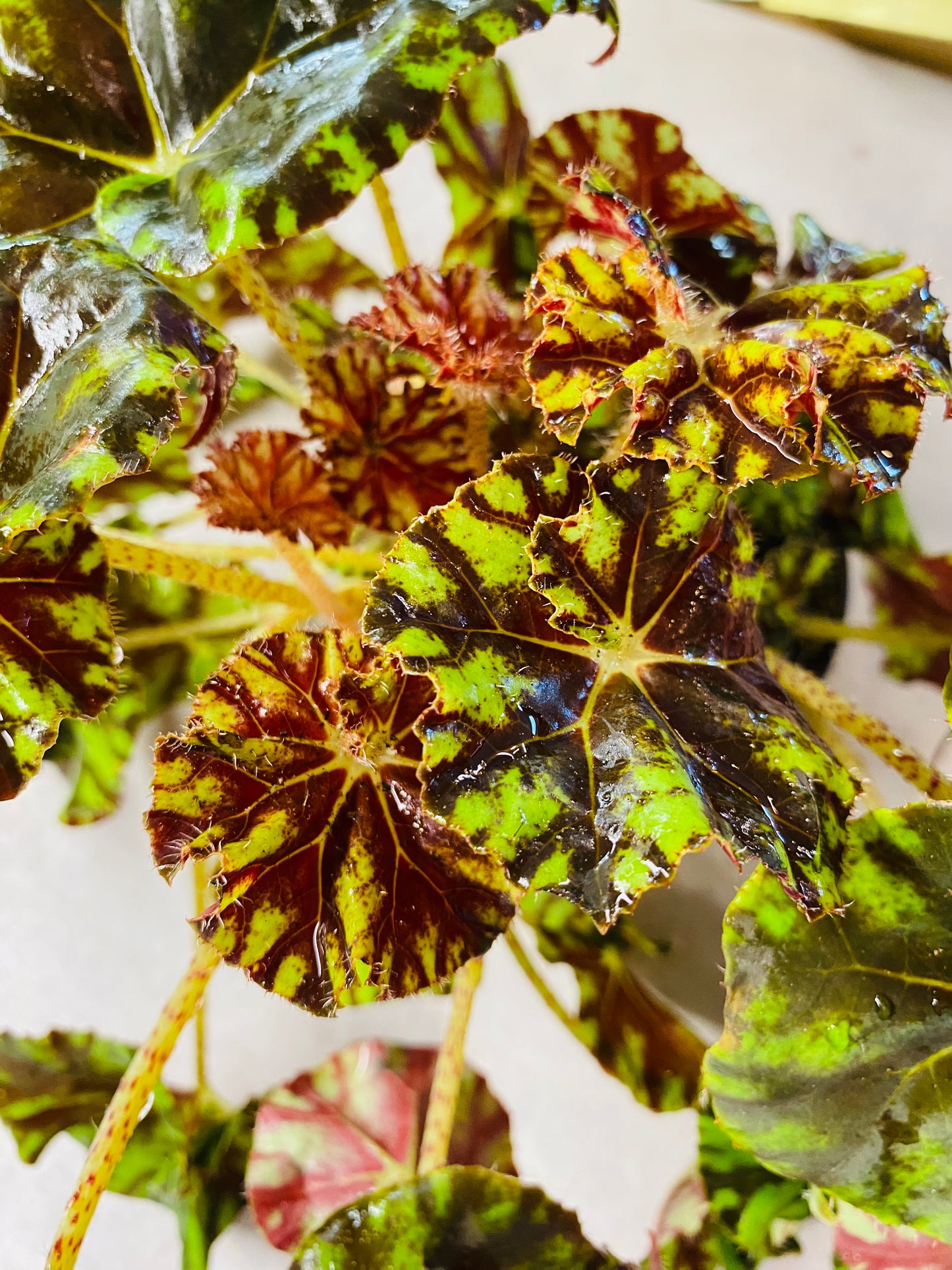 Begonia Spirit of Mauritius
