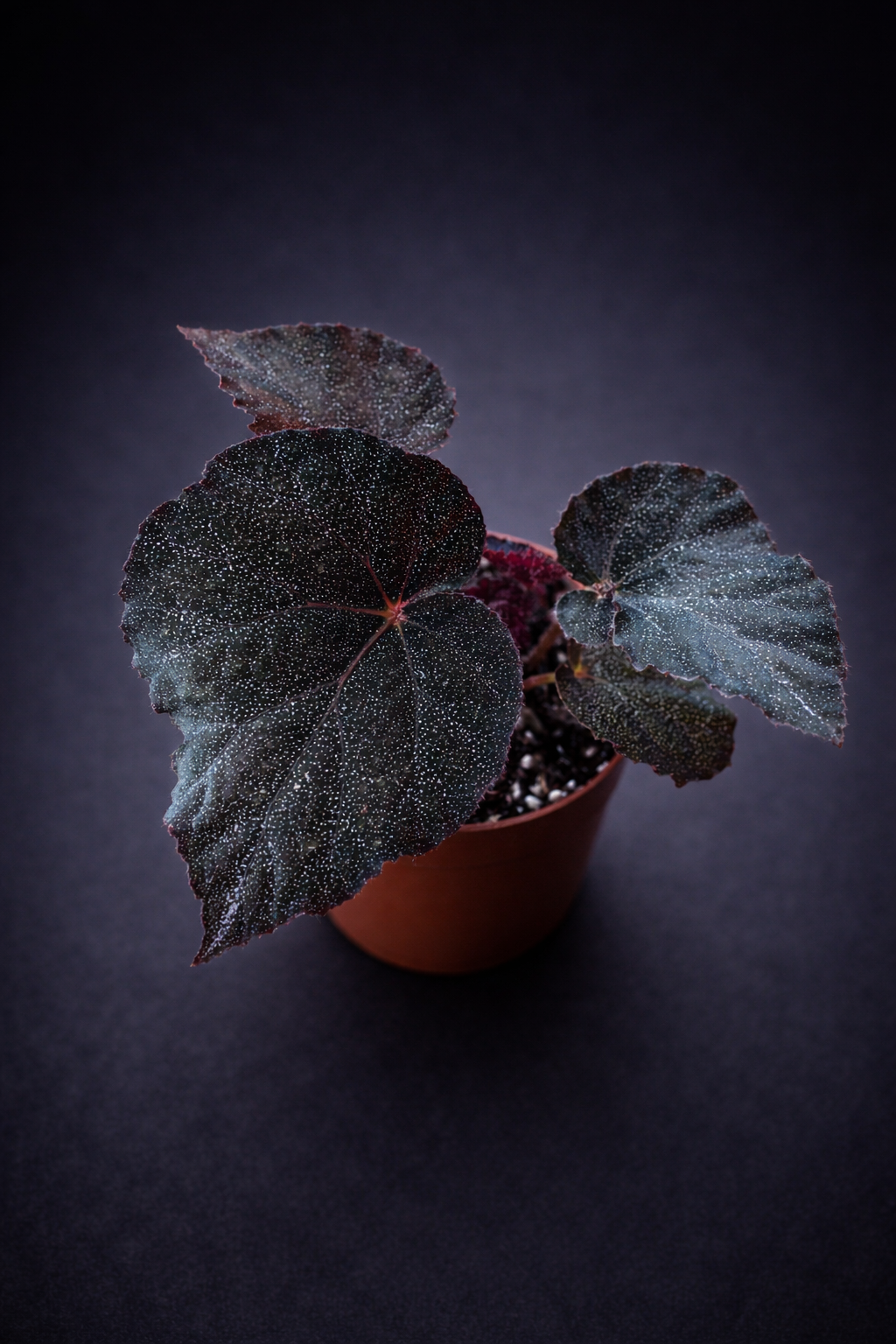 Begonia Taconite