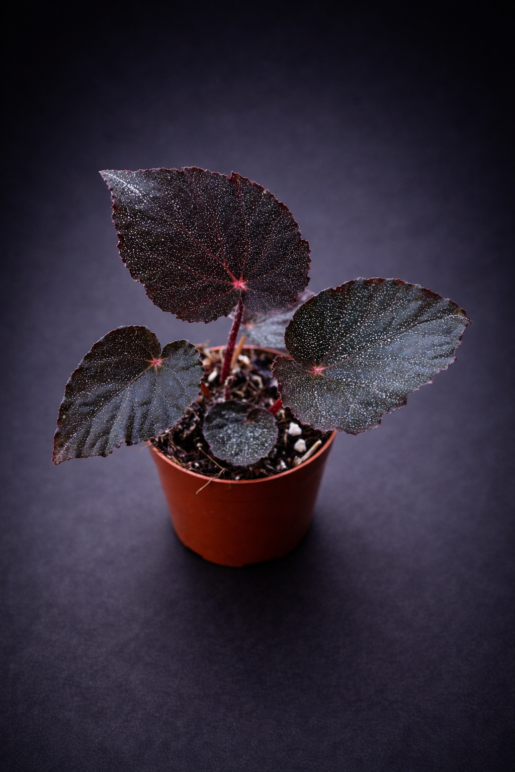 Begonia Taconite