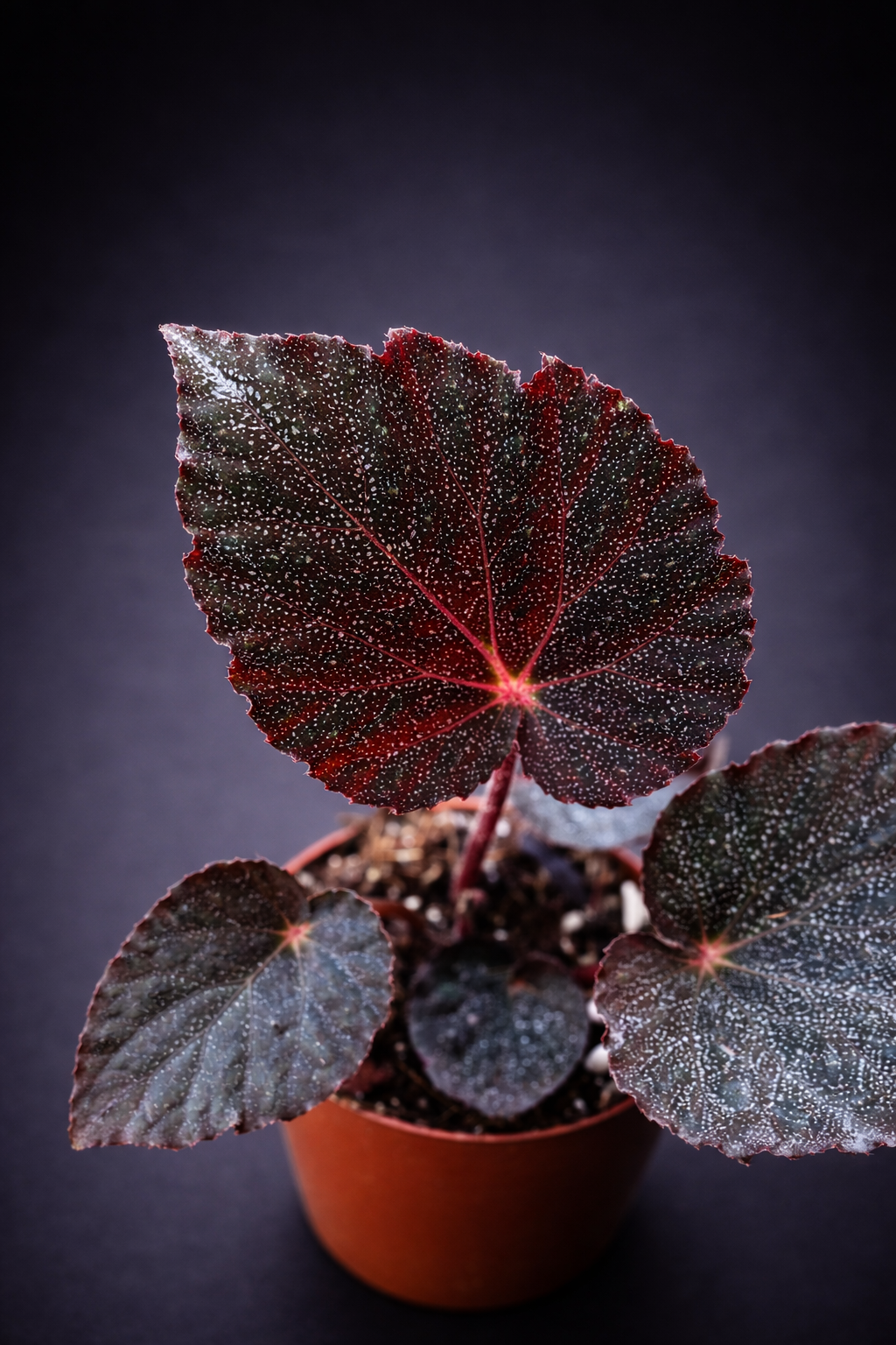 Begonia Taconite