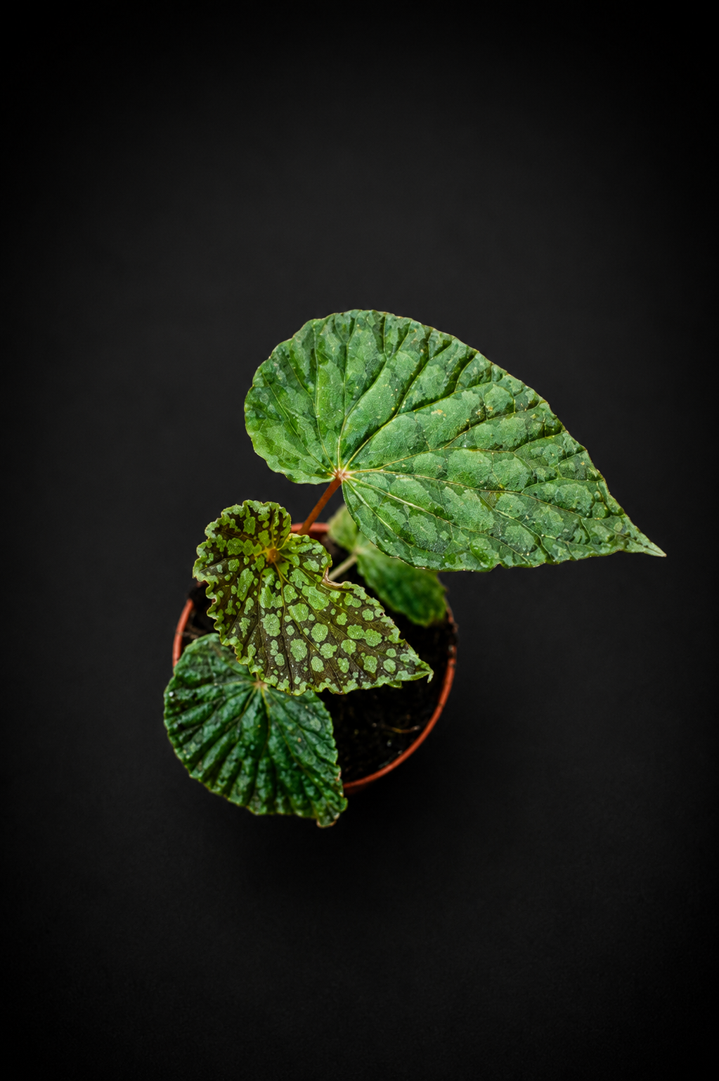 Begonia Chlorosticta