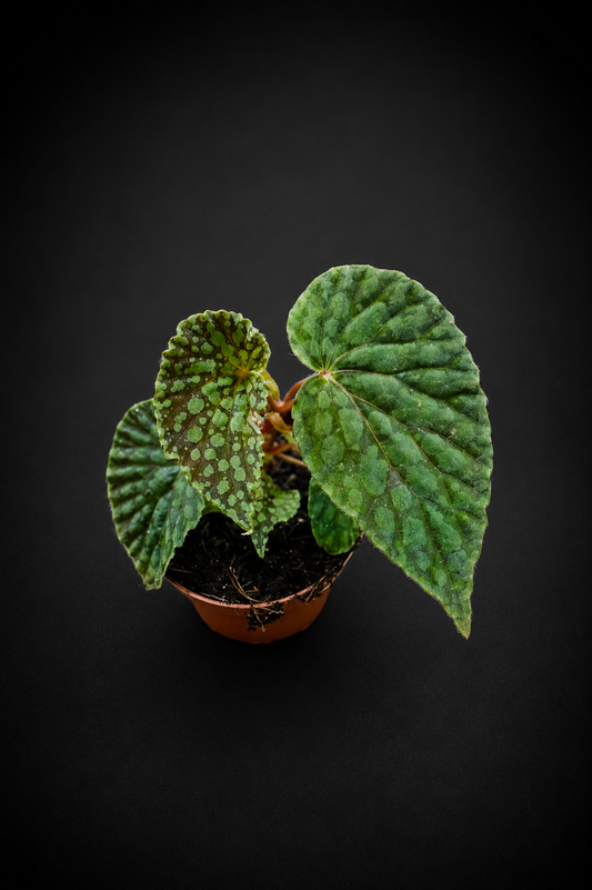 Begonia Chlorosticta