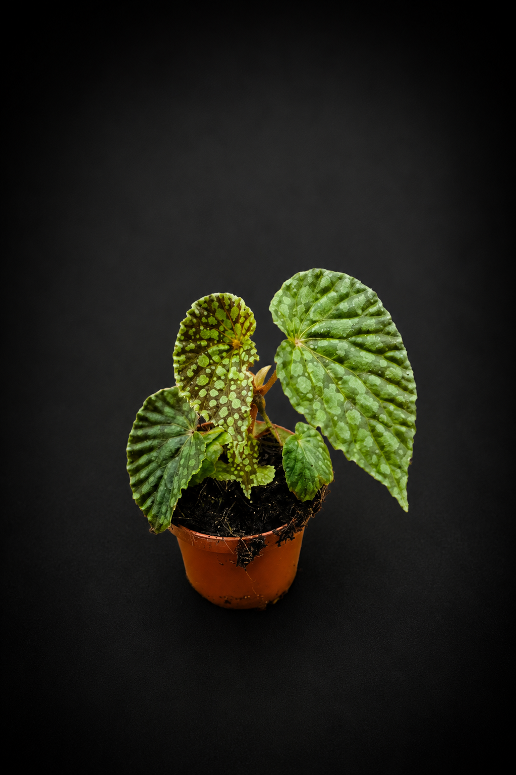 Begonia Chlorosticta