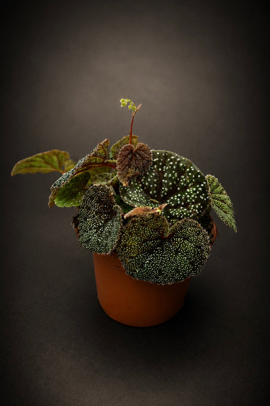 Begonia Curtisii Galaxy