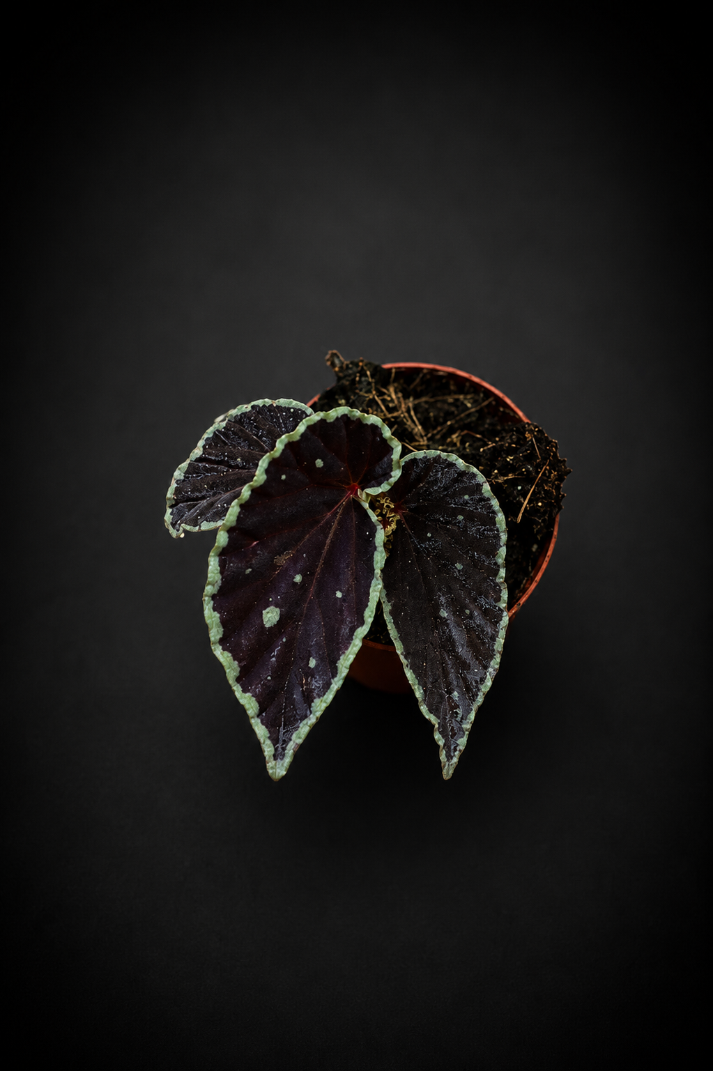 Begonia Darthvaderiana