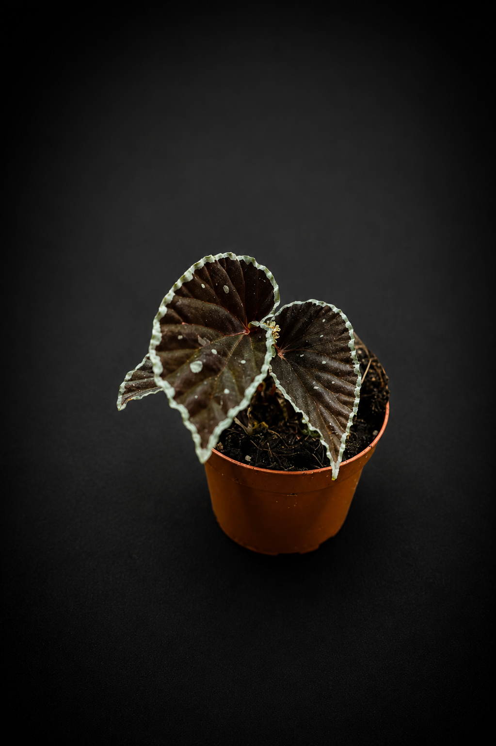 Begonia Darthvaderiana