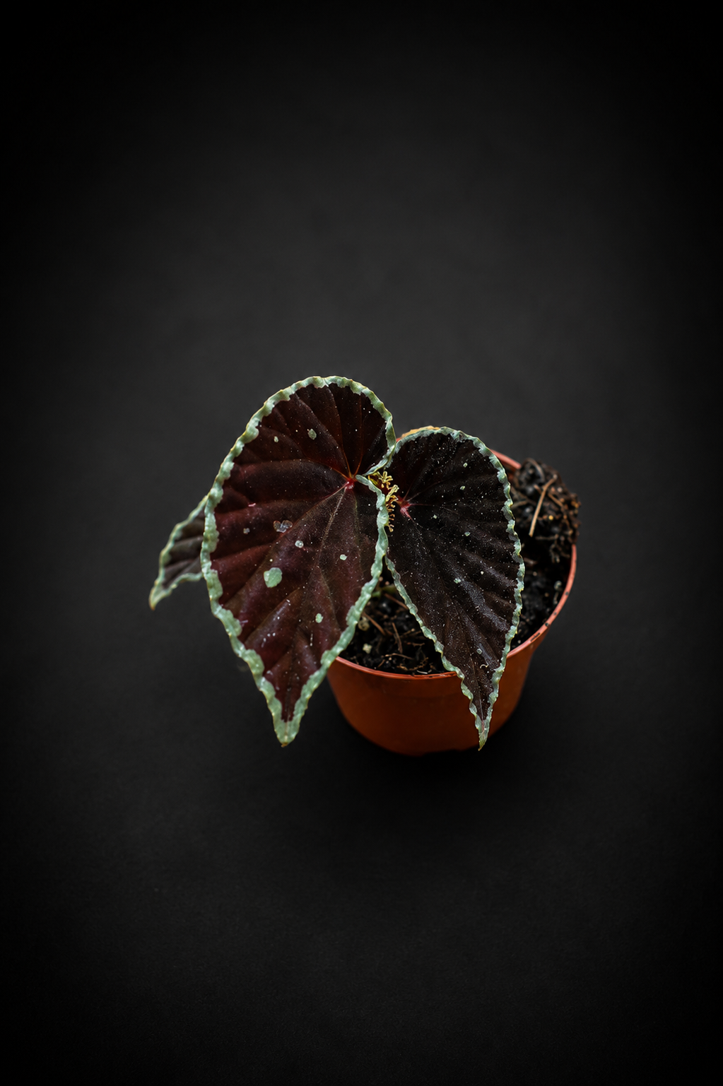 Begonia Darthvaderiana