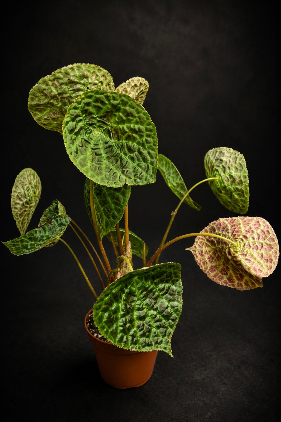 Begonia Phutoensis