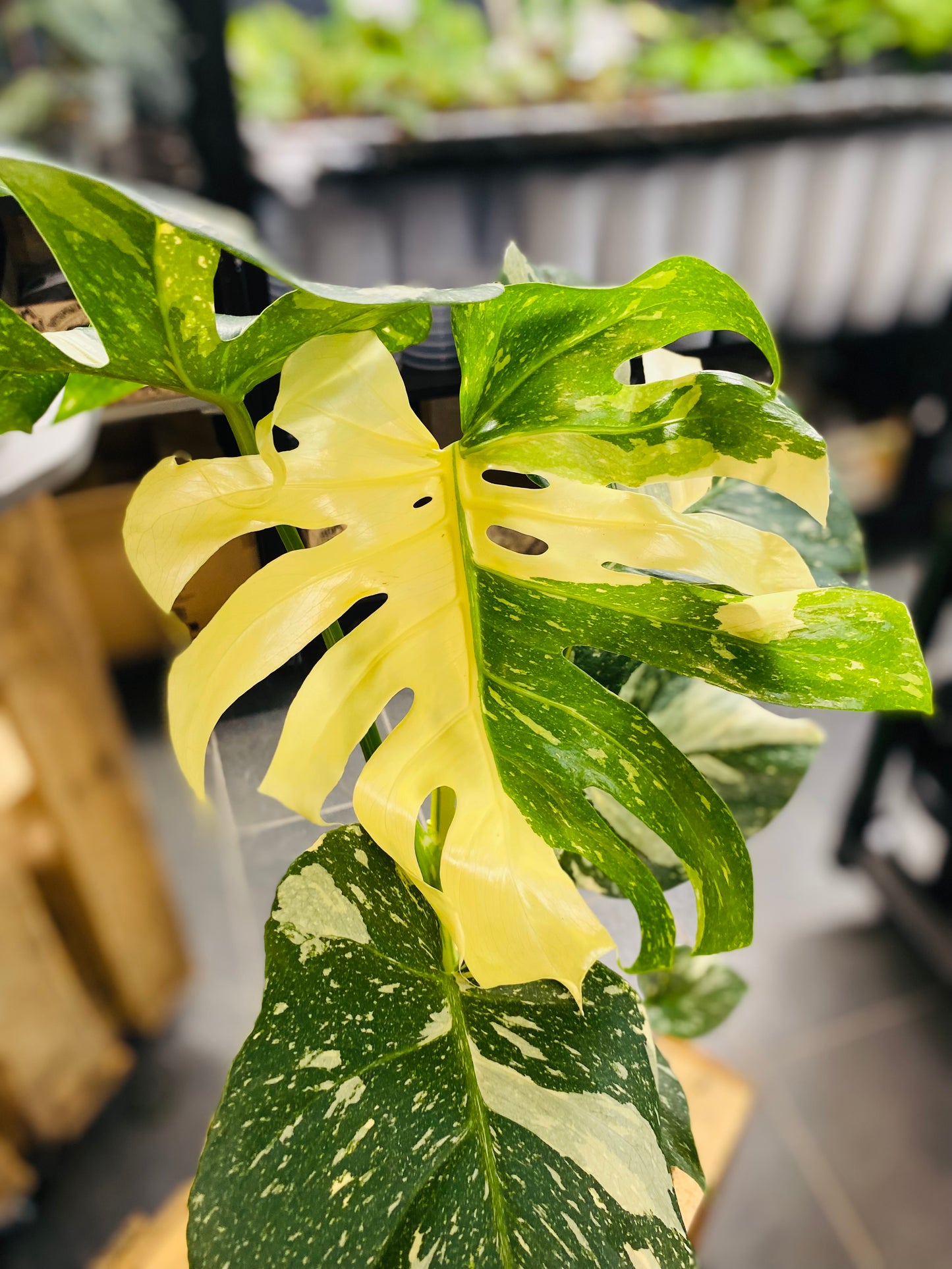 Monstera Thai Constellation - 50 cm høy - 4