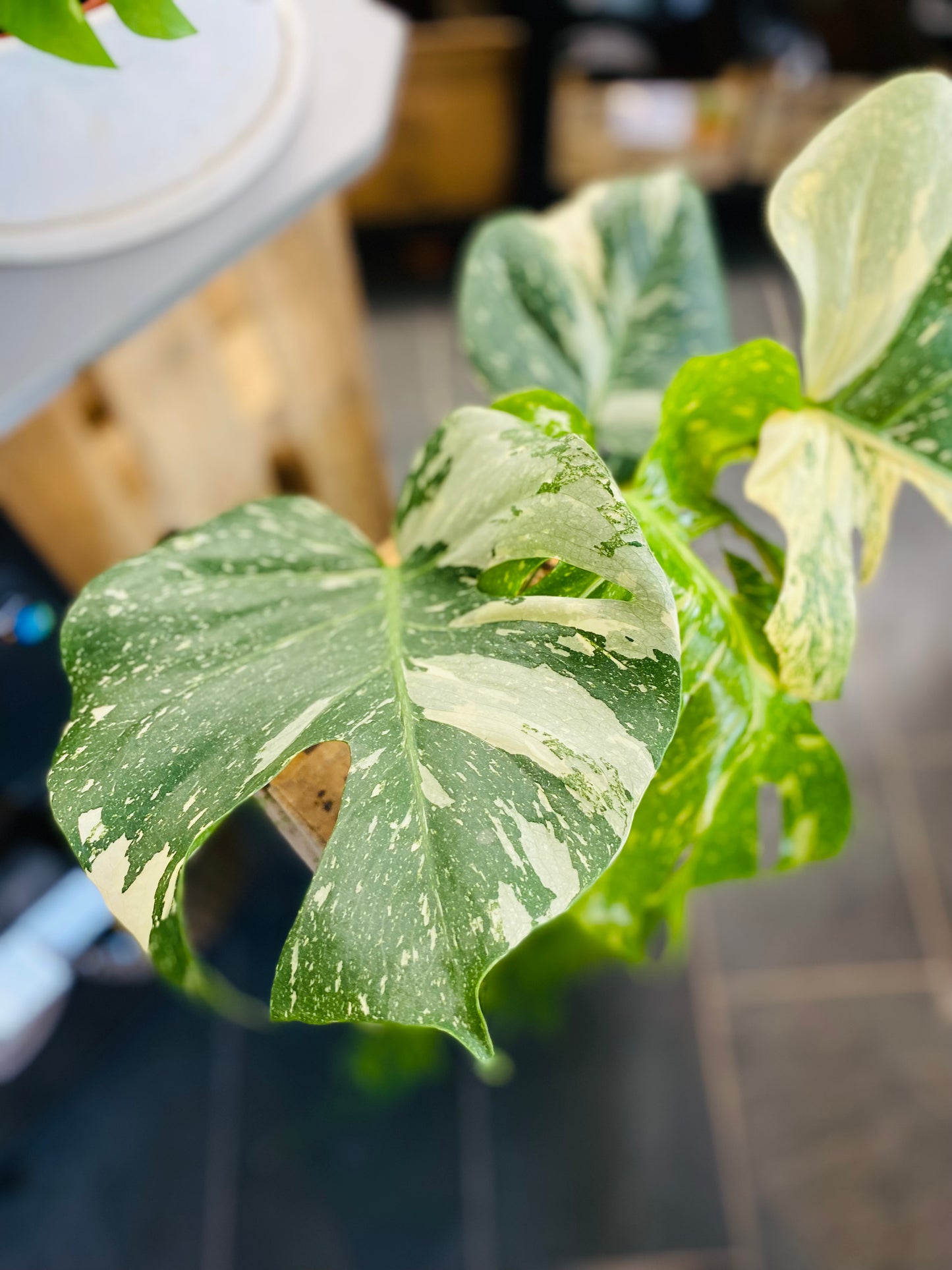 Monstera Thai Constellation - 50 cm høy - 5