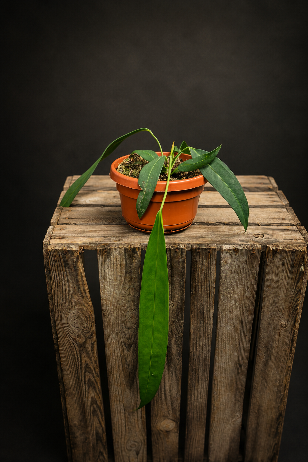 Anthurium Wendlingeri