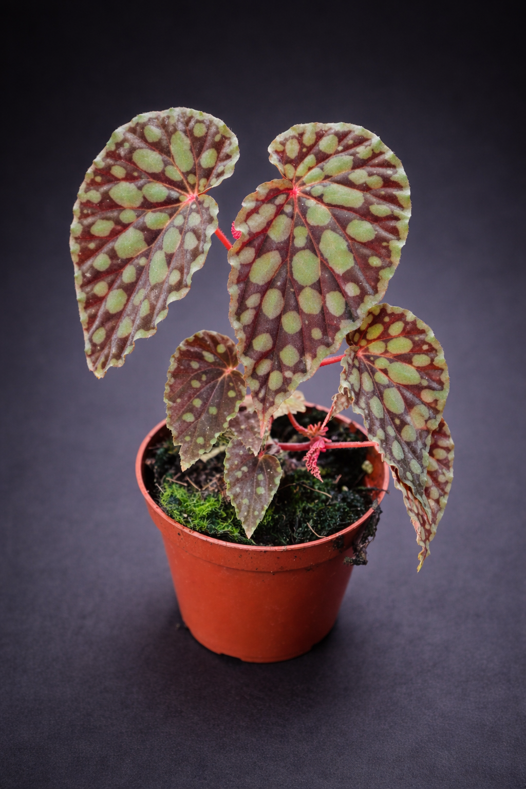 Begonia Chlorosticta