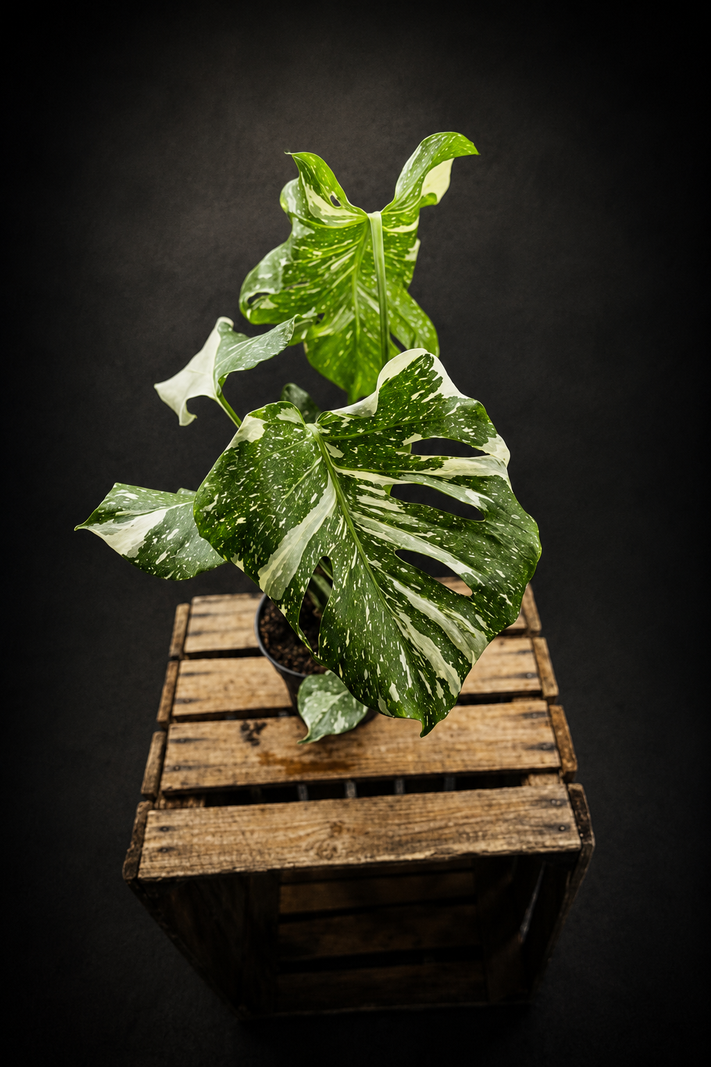 Monstera Thai Constellation - 7