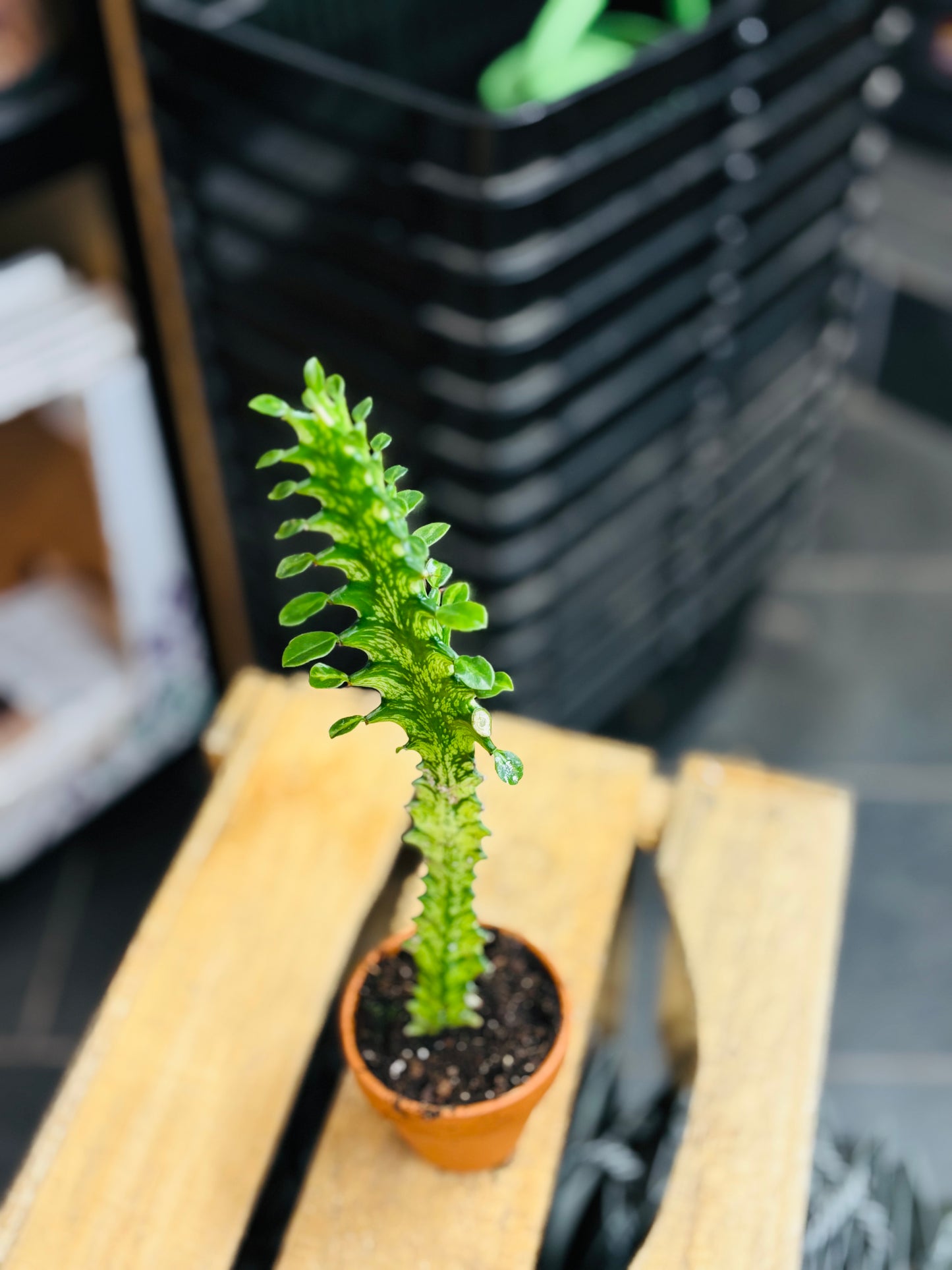 Euphorbia Lactea Variegata