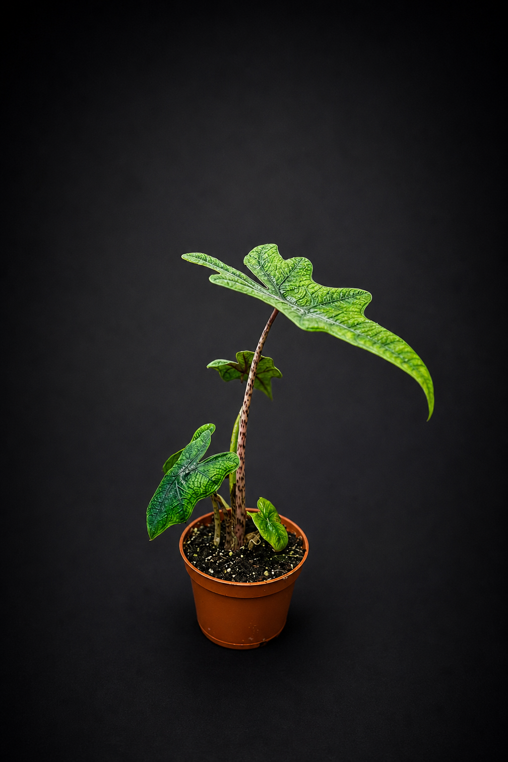 Alocasia Jacklyn