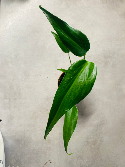 Monstera Burle Marx Flame