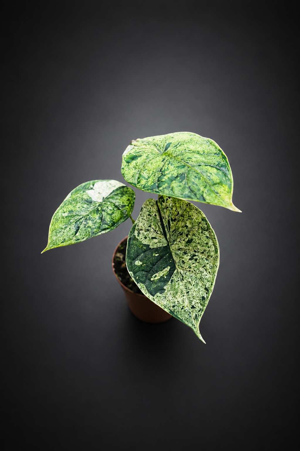Alocasia Dragon Scale Mint